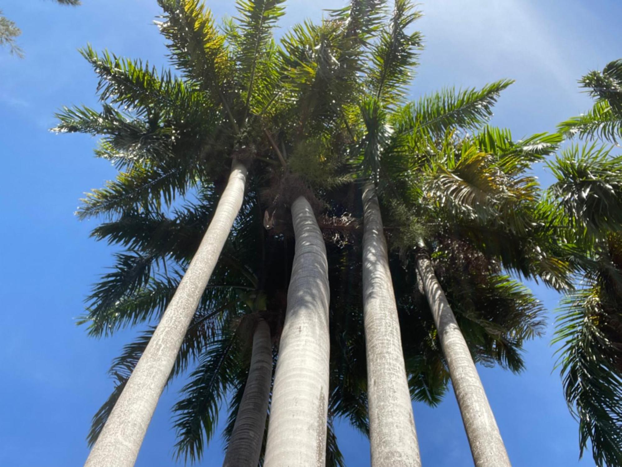 Готель Peaceful Palms Монтего-Бей Екстер'єр фото